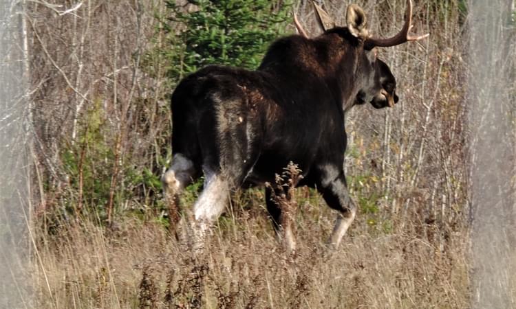 Moose crashes: &lsquo;We can find solutions&rsquo; – Telegraph Journal – 9 November 2017